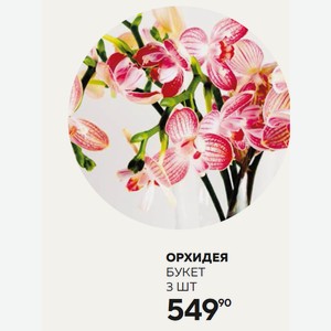 Букет Орхидеи 3шт