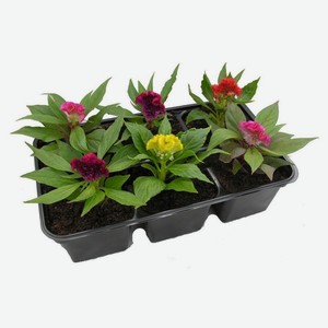 Рассада цветов Целозия гребенчатая «ЕТК» микс в кассете, 6 шт