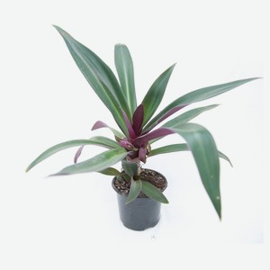 Живое растение Рео зелено-фиолетовый в горшке d 12 h 30 см, 1 шт