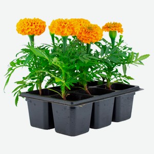 Рассада цветов «ЕТК» Бархатцы прямостоячие оранжевые в кассете, 6 шт