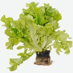 Салат Дуболистный зеленый 1шт., 100 г