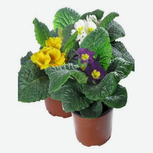 Примула «ЕИС Логистик» акаулис, d 10 h 15 см