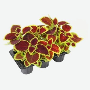 Рассада декоративной зелени Колеус «ЕТК» смесь в кассете, 6 шт