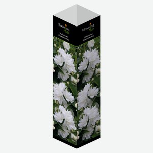 Саженцы «Флора групп» Чубушник Комсомолец C1, 1 шт