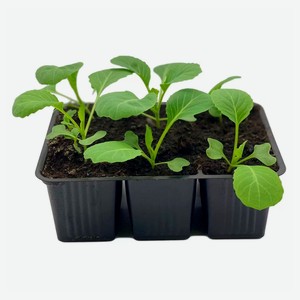 Рассада овощей «ЕТК» Капуста белокочанная ранняя в кассете, 6 шт