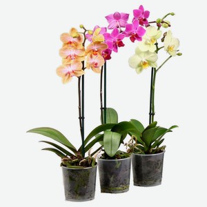 Живое растение Орхидея Фаленопсис Тайвань 1 стебель в горшке, d 12 h 60 см