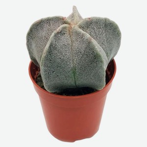 Живое растение Кактус Астрофитум Мириостигма в горшке d 5,5 h 8 см, 1 шт