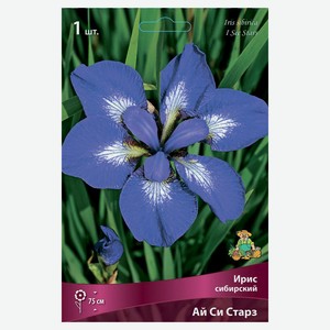 Луковичные цветы Поиск Ирис Сибирский микс, 1 шт