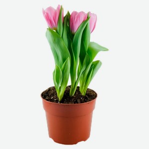 Тюльпан «ЕТК» смесь 3 луковицы, d 12 h 25 см