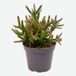 Живое растение суккулент Рипсалис Бурчелли в горшке d 6 h 15 см, 1 шт