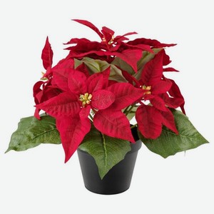 Цветы Пуансеттия Микс, D9