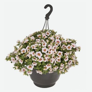 Саженцы цветов «ИП Хаустов Б.И.» Петуния Калибрахоа в подвесном горшке d 25 см