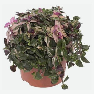 Живое растение Традесканция триколор в ассортименте в горшке d 15 h 30 см, 1 шт