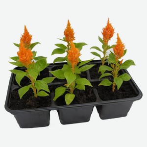 Рассада цветов Целозия метельчатая «ЕТК» микс в кассете, 6 шт