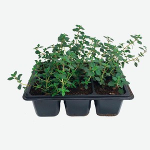 Рассада пряных трав Тимьян ароматный зелень в кассете, 6 шт