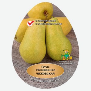 Саженцы «Поиск» Груша обыкновенная Чижовская, 1 шт