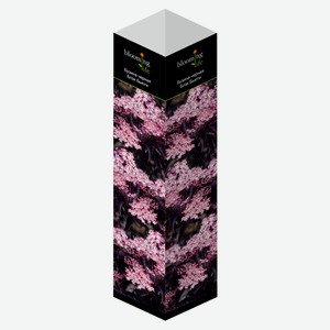 Саженцы «Флора групп» Бузина черная Блэк Бьюти C1, 1 шт