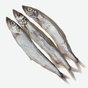 Мойва атлантическая