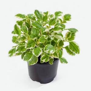 Плектрантус «ЕТК», d 7 h 15 см