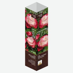 Роза чайно-гибридная микс, 1 шт