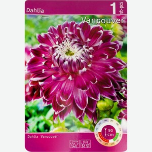 Корнеклубень ЧТМ fantasy brands Георгина Ванкувер RKG.201.DAH.003.STD, Польша, 1 шт