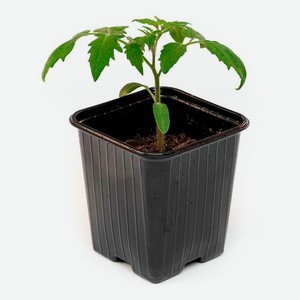 Рассада овощей Томат Балконная серия «ЕТК» в горшке, d 18 см