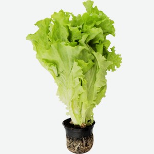 Салат Прочие Товары листовой в горшочке, 1 шт