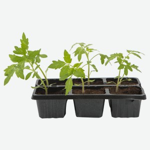 Томаты Черри P8