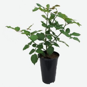 Цветок Роза кустовая в горшке