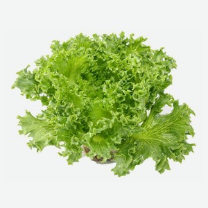 Салат Фрилис свежий 100гр