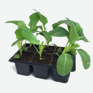 Рассада «ЕТК» Капуста белокочанная Амагер, 6 шт