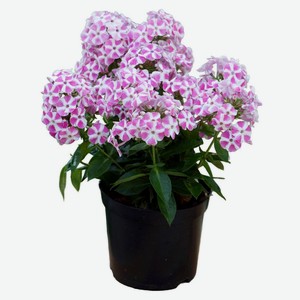 Саженец Флокс метельчатый «ЕТК» Пеперм Твист, Р9