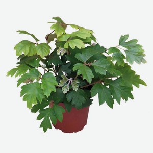 Живое растение Циссус Эллен Даника в горшке d 21 см, 1 шт