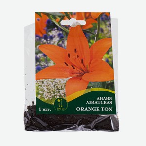 Луковица лилии азиатской, 1 шт., в ассортименте