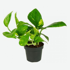 Сциндапсус, d 7 h 25 см