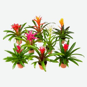 Живое растение Бромелия микс в ассортименте в горшке d 9 h 30-35 см, 1 шт