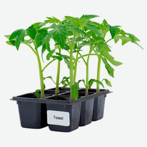 Рассада овощей Томат смесь «ЕТК» в кассете, 6 шт