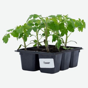 Рассада овощей «ЕТК» Томаты Дачник F1 в кассете, 6 шт