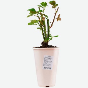 Саженец розы, 2л