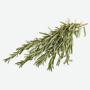 Розмарин Global Village свежий