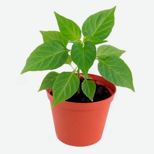 Рассада овощей «ЕТК» Перец острый Бараний Рог в горшке, d 12 см