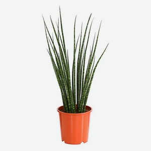 Живое растение Сансевиерия Фернвуд в горшке d 9 h 25 см, 1 шт