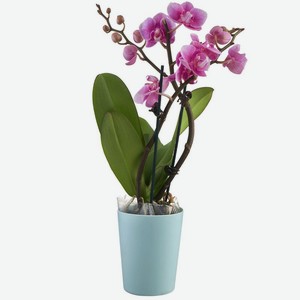 Орхидея Фаленопсис в ассортименте, 500 г