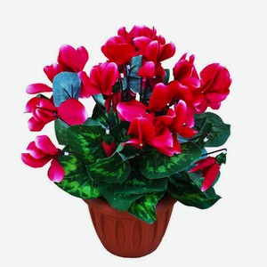 Цветы Цикламен в горшке, 1 шт