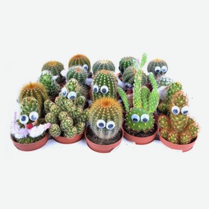 Кактус с глазами, d 5 h 10 см