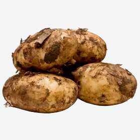 Картофель Молодой