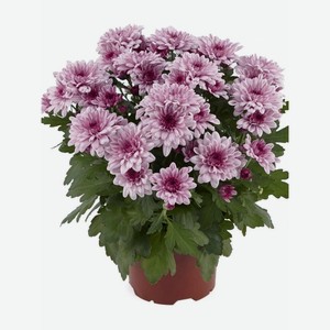 Хризантема кустовая d12 1шт.