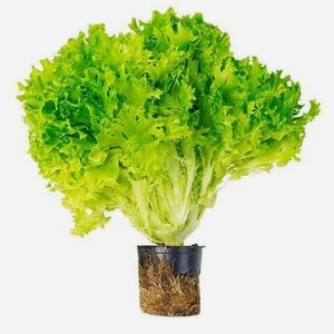 Салат Саланова кудрявый в горшочке, 1 шт