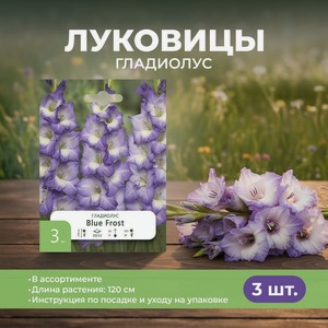 Луковицы Гладиолус, 3 шт ПФ