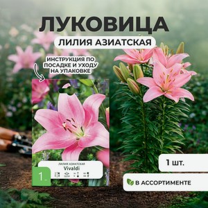 Луковица Лилия азиатская,1 шт ПФ